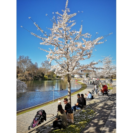 Kirschblüte Köbogen