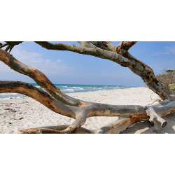Naturstrand
